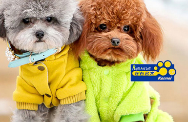 左右名犬案例圖片